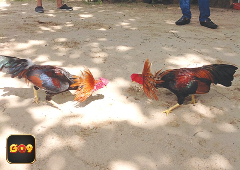 Luật Đá Gà - Luật Đá Gà về thời gian thi đấu và cách chia hiệp