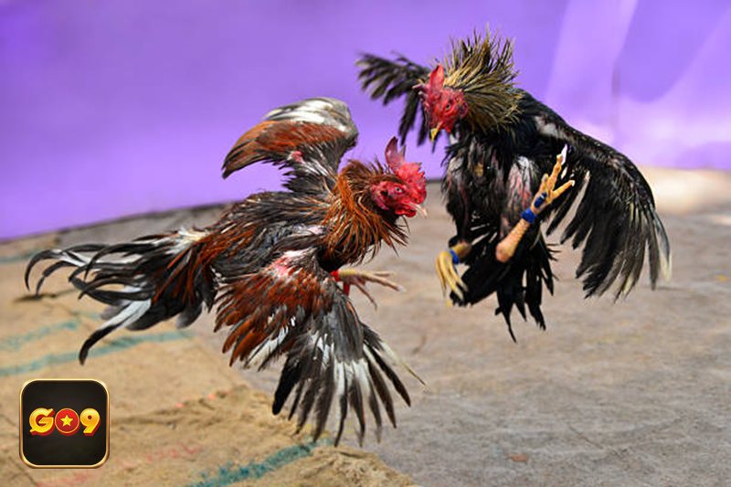 Luật Đá Gà - Luật Đá Gà miền Bắc là gì và có gì đặc trưng