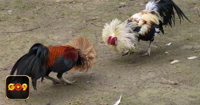 Luật Đá Gà - Luật Đá Gà về quy định chọn gà thi đấu