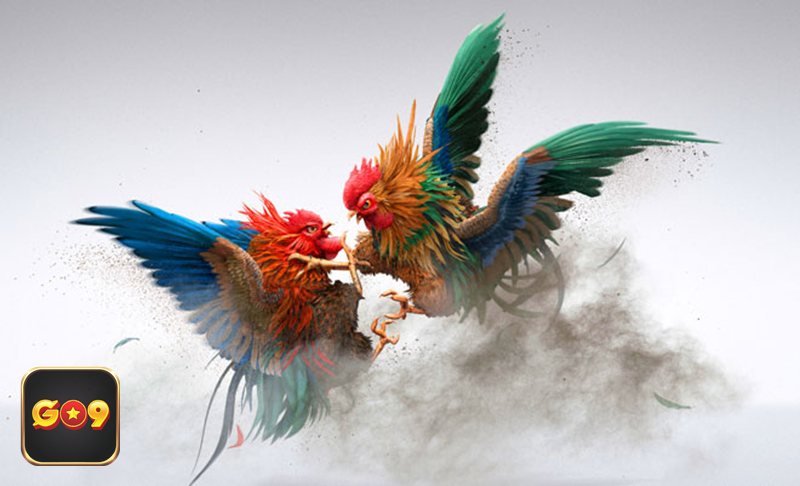 Đá gà Go9 - Cựa dao: tốc độ và tính quyết định cao